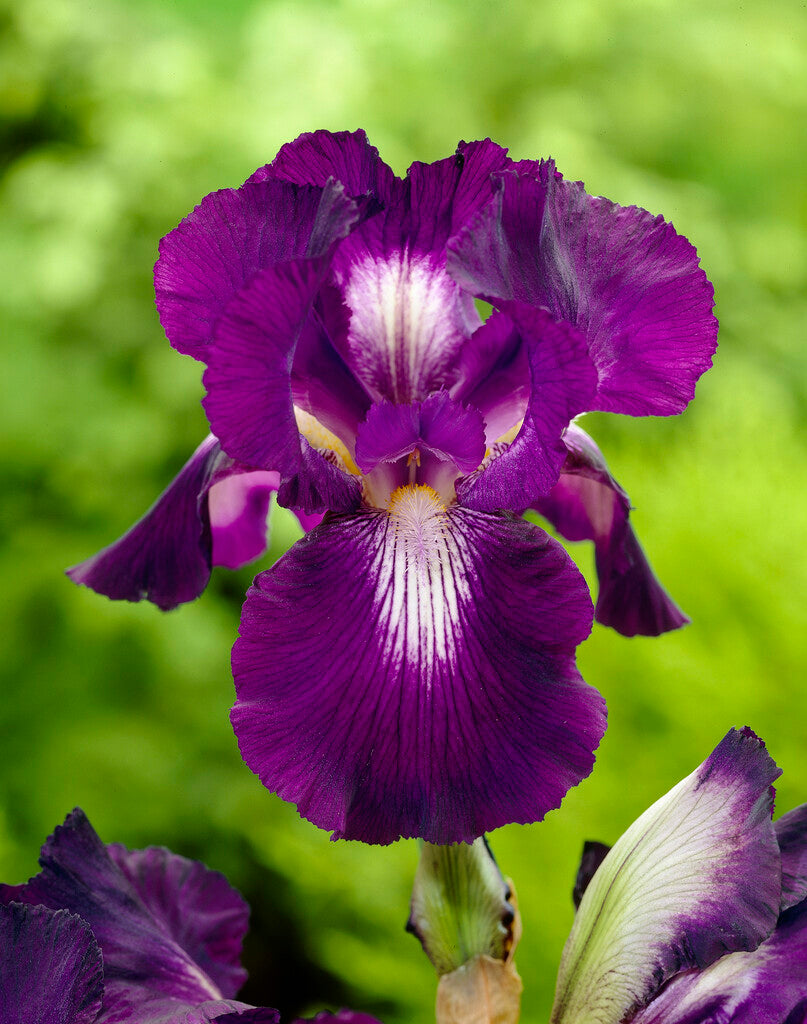 Tysk iris-Iris Germanica Exotic Star 1-pakning